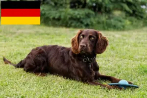 Read more about the article German watchdog breeders and puppies in Germany