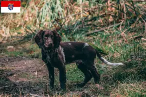 Read more about the article German watchdog breeders and puppies in Hesse