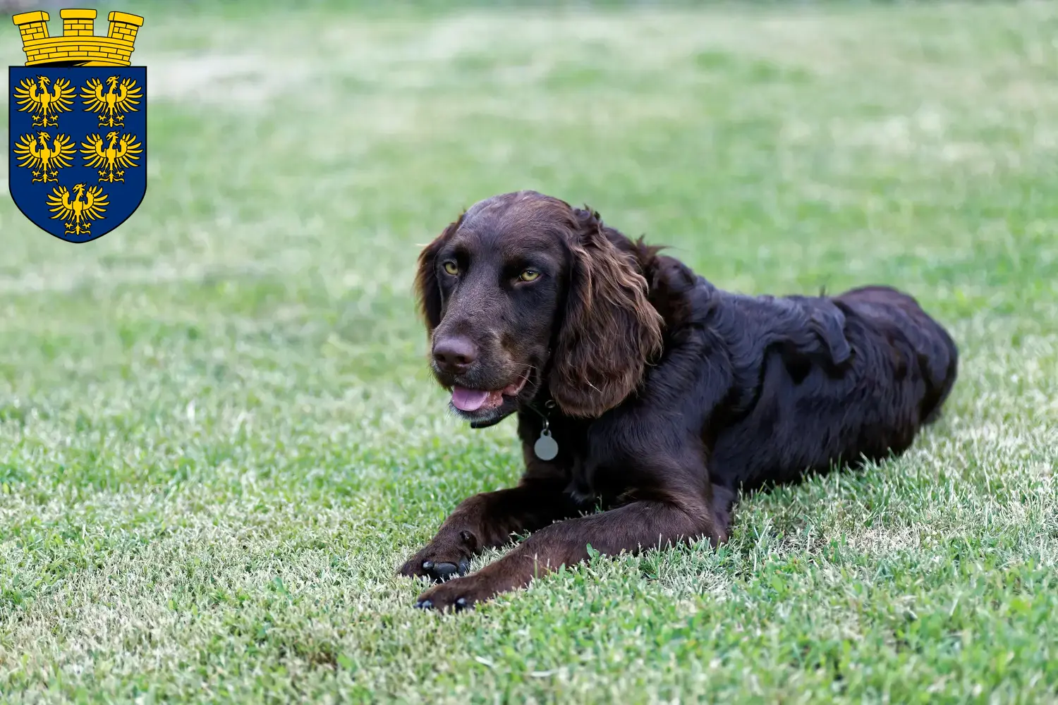 Read more about the article German watchdog breeders and puppies in Lower Austria