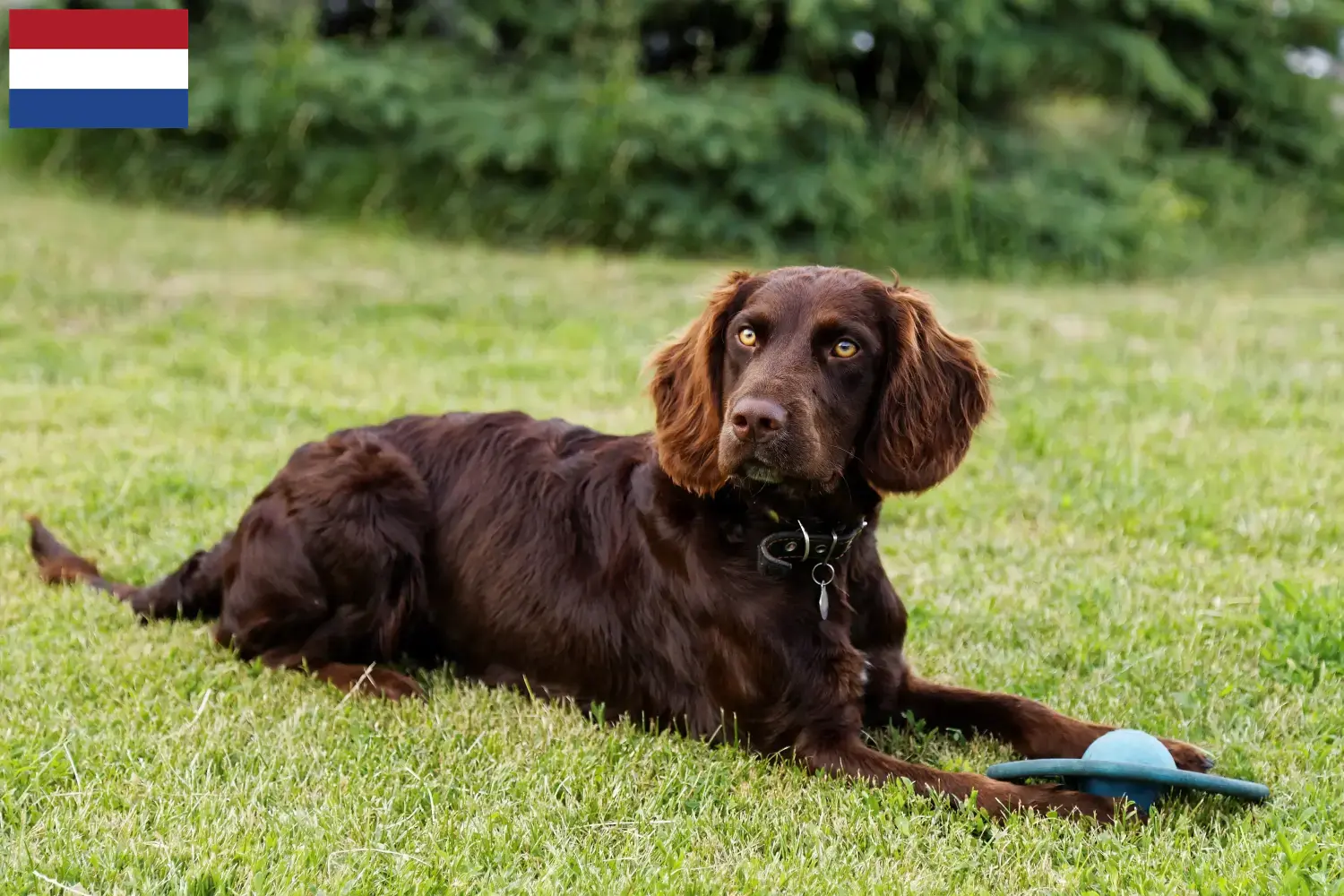 Read more about the article German watchdog breeders and puppies in the Netherlands