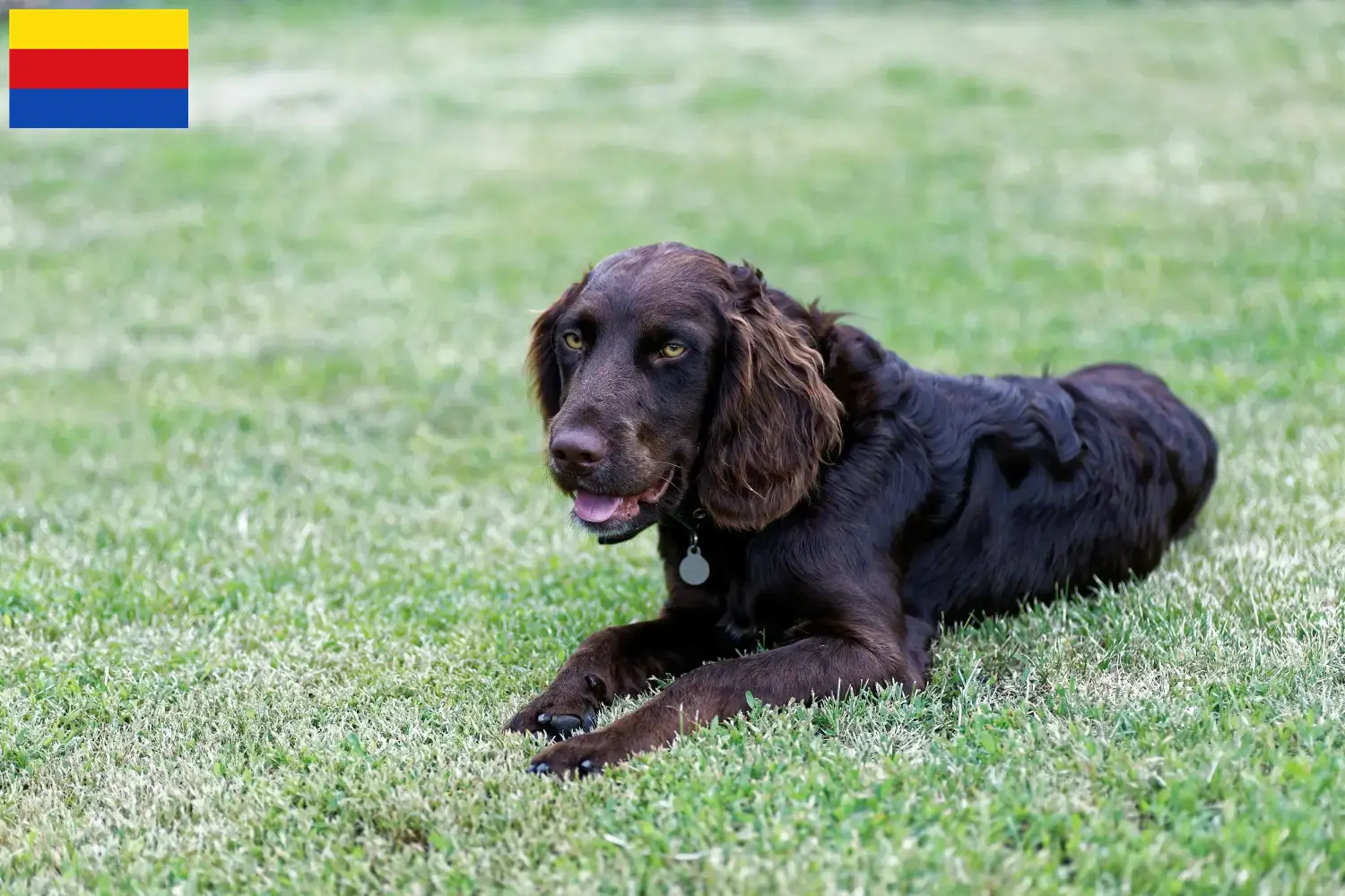 Read more about the article German watchdog breeders and puppies in North Holland