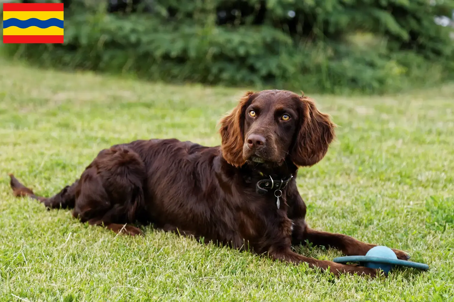 Read more about the article German watchdog breeders and puppies in Overijssel