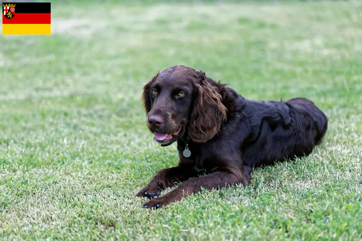 Read more about the article German watchdog breeders and puppies in Rhineland-Palatinate