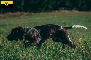 Read more about the article German watchdog breeders and puppies in Saxony-Anhalt