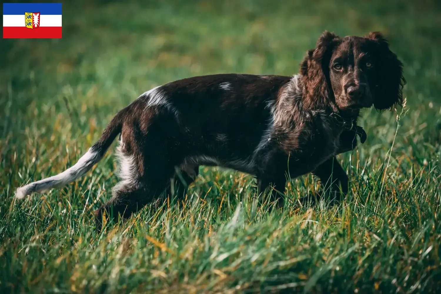 Read more about the article German watchdog breeders and puppies in Schleswig-Holstein