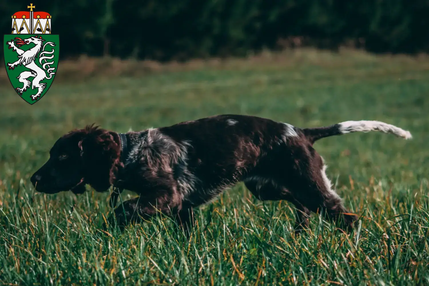 Read more about the article German watchdog breeders and puppies in Styria