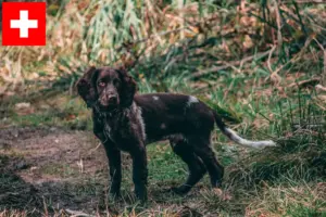 Read more about the article German watchdog breeders and puppies in Switzerland