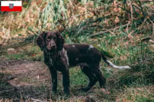 Read more about the article German watchdog breeders and puppies in Thuringia