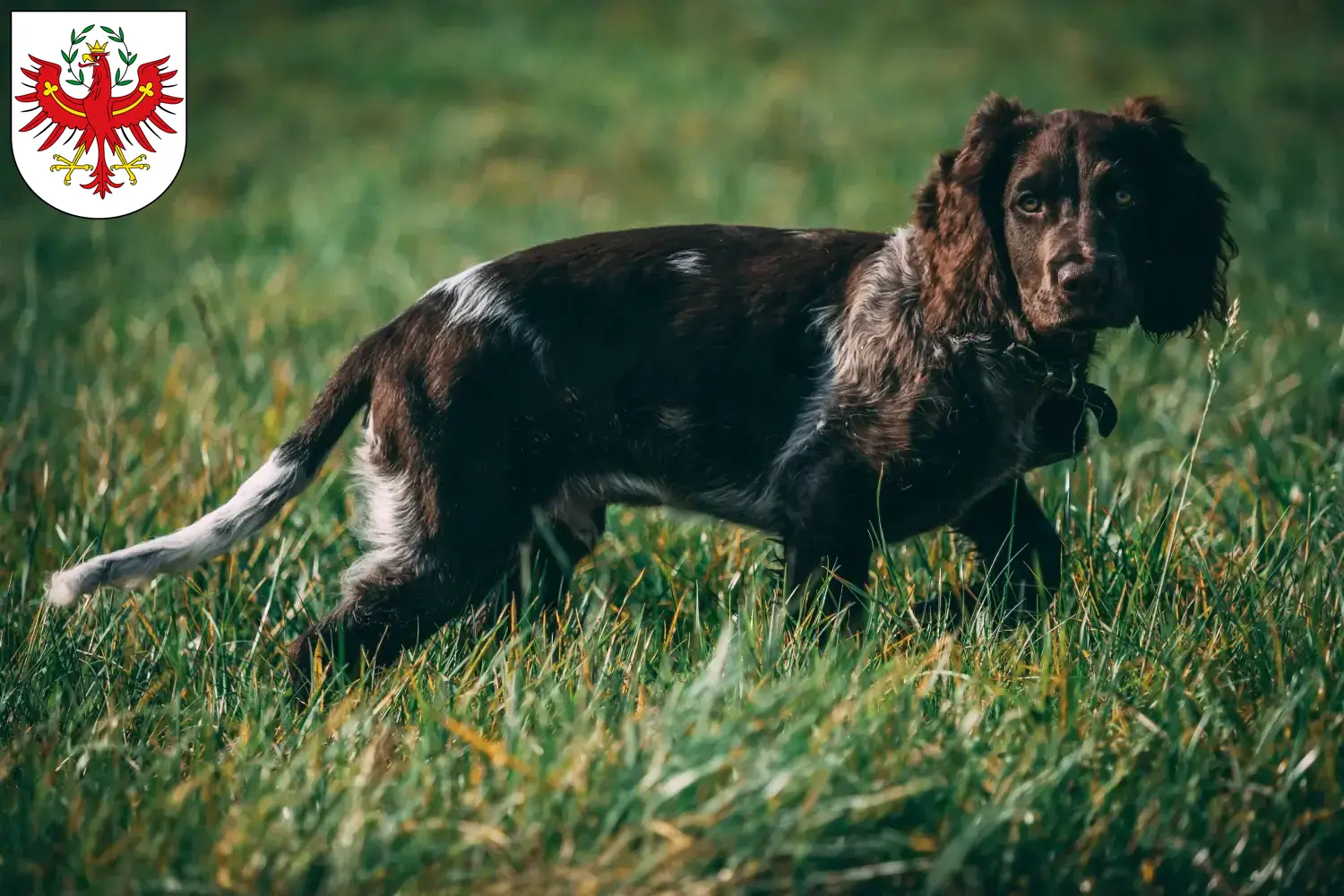 Read more about the article German watchdog breeders and puppies in Tyrol