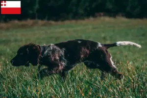 Read more about the article German watchdog breeder and puppies in Utrecht