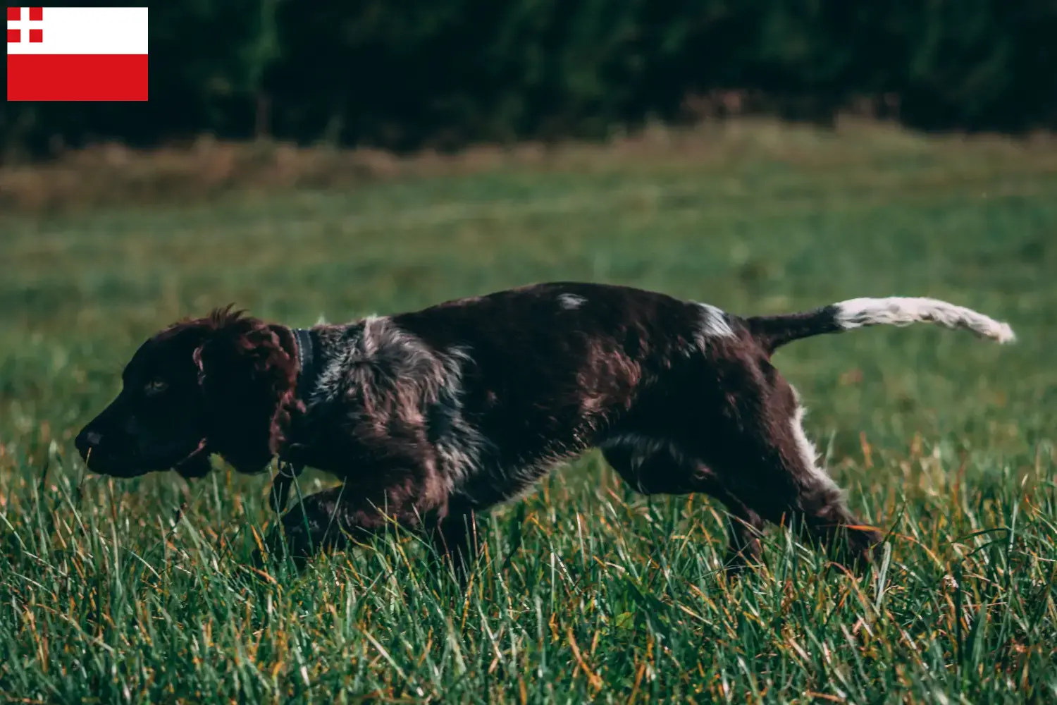 Read more about the article German watchdog breeder and puppies in Utrecht