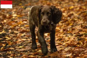 Read more about the article German Wachtelhund breeders and puppies in Vienna