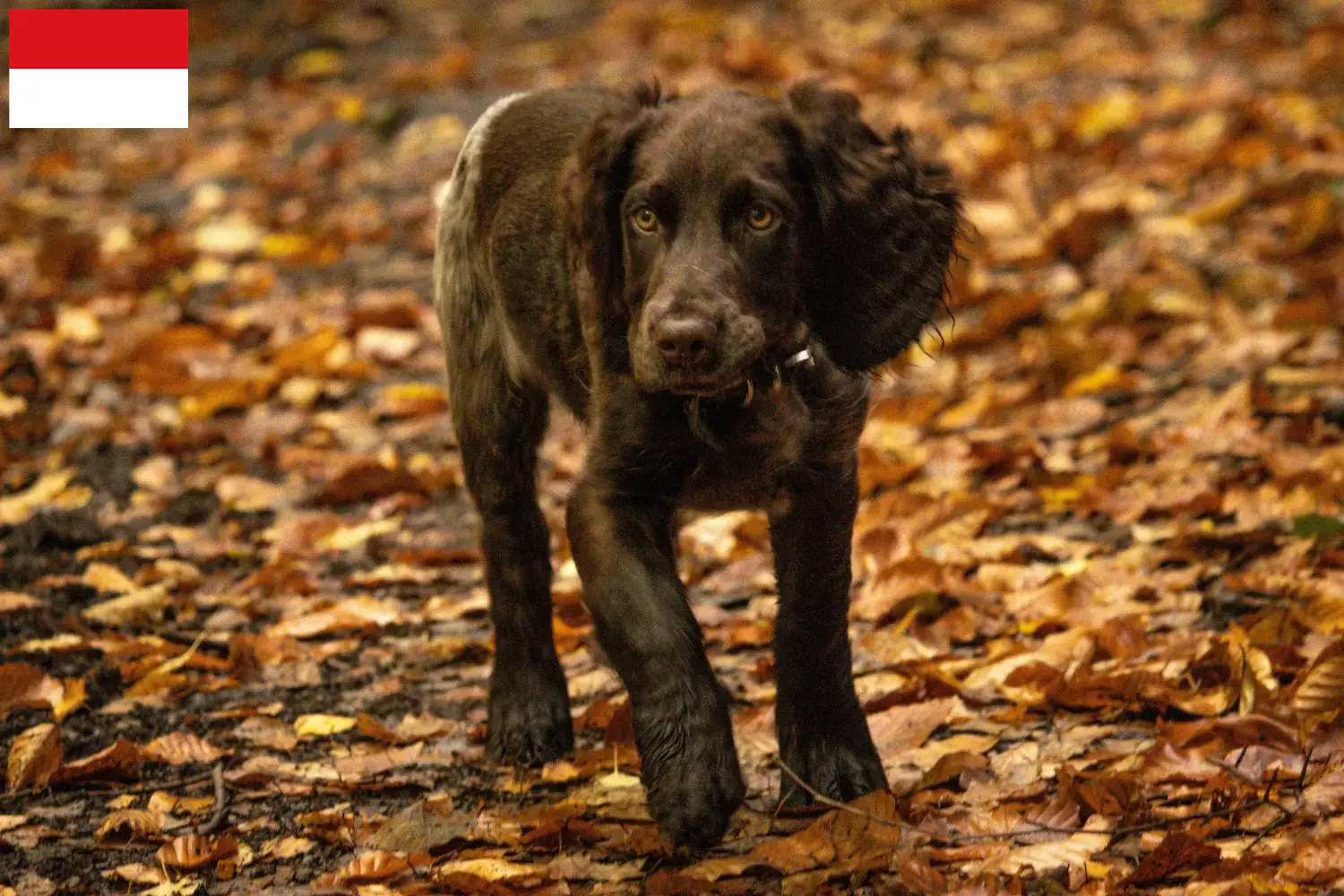 Read more about the article German Wachtelhund breeders and puppies in Vienna