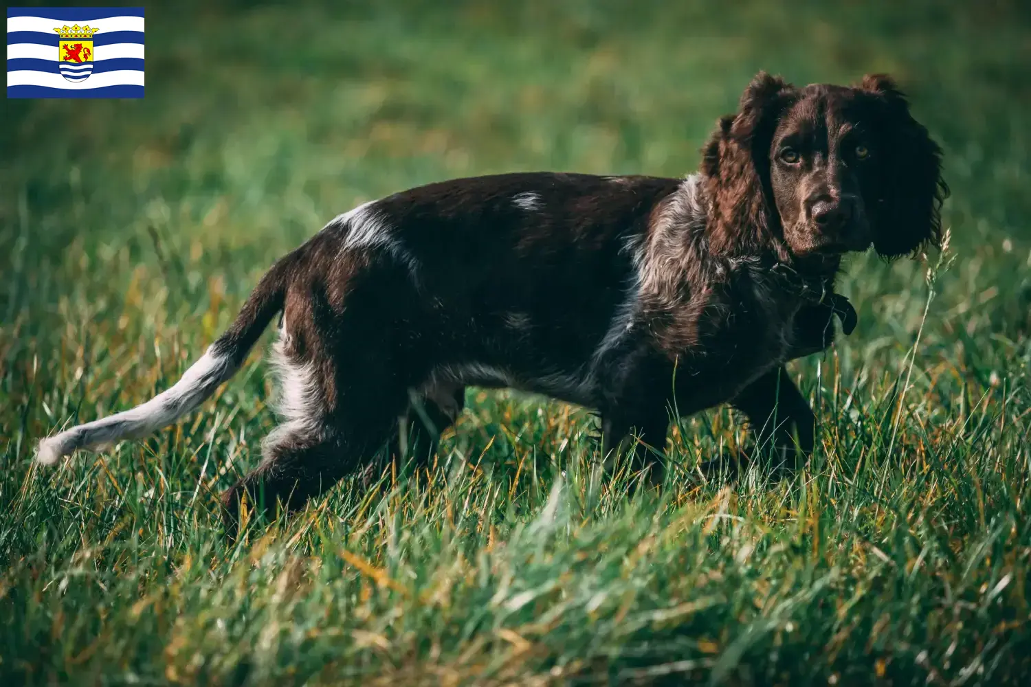 Read more about the article German watchdog breeders and puppies in Zeeland