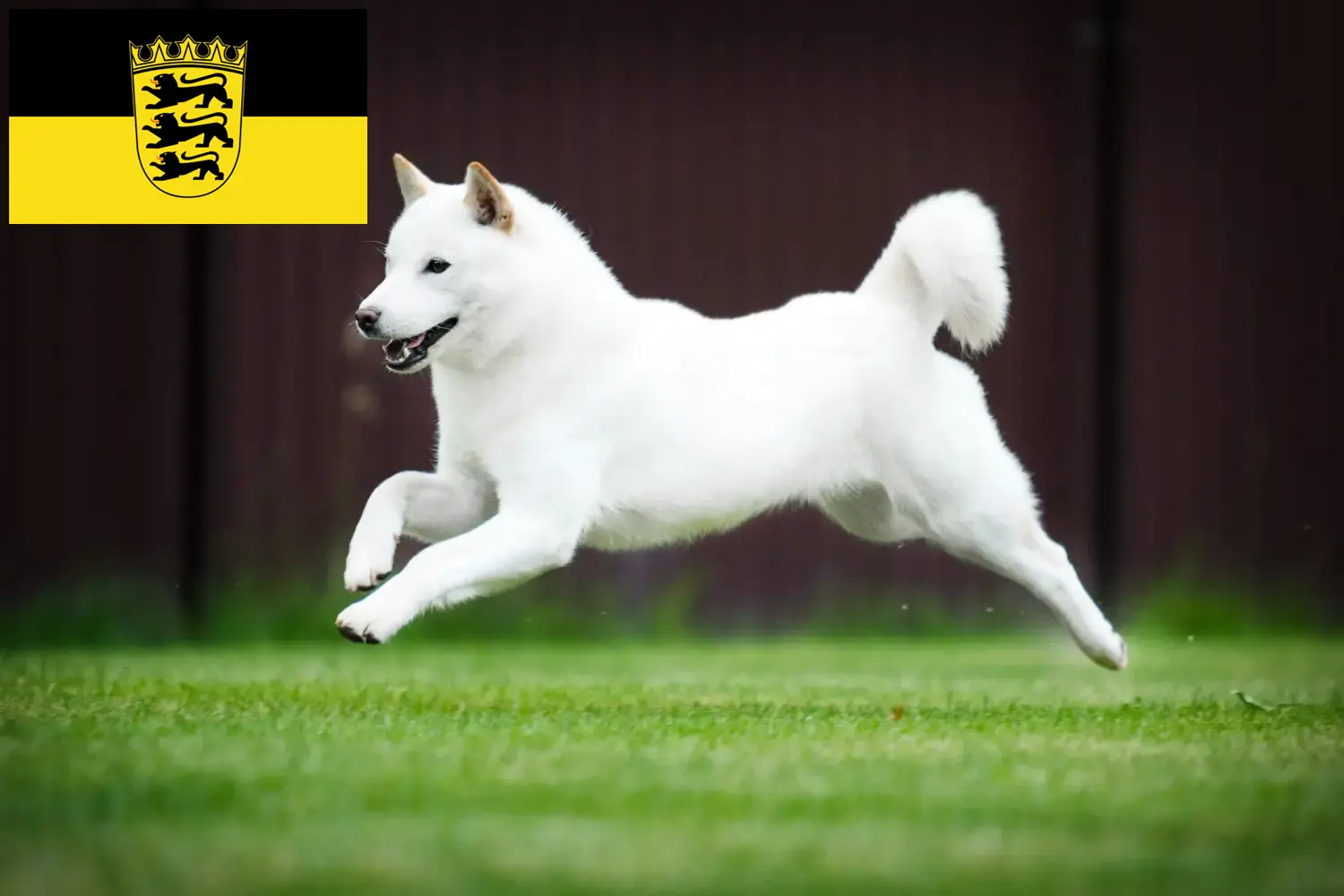 Read more about the article Hokkaido breeders and puppies in Baden-Württemberg