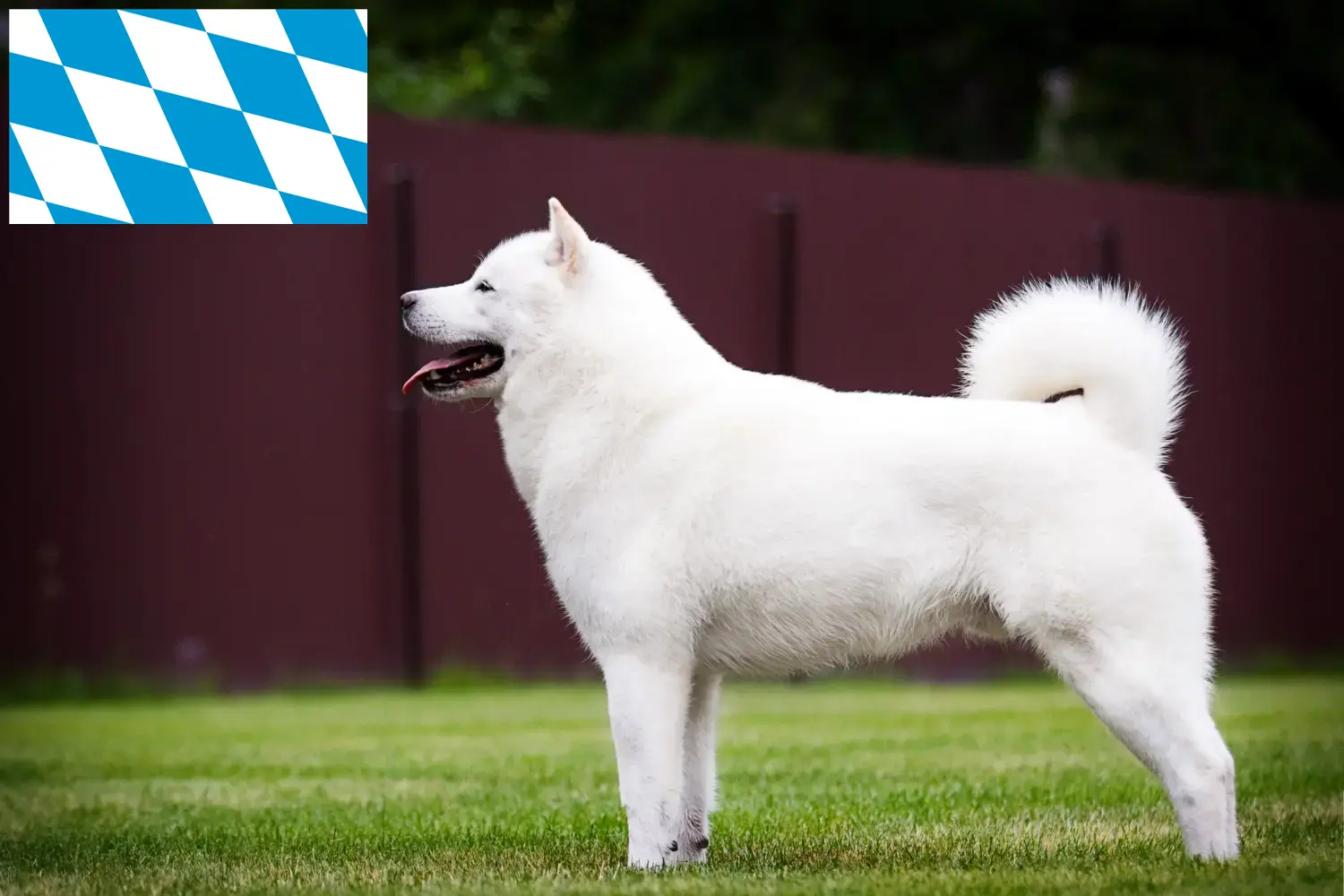 Read more about the article Hokkaido breeders and puppies in Bavaria