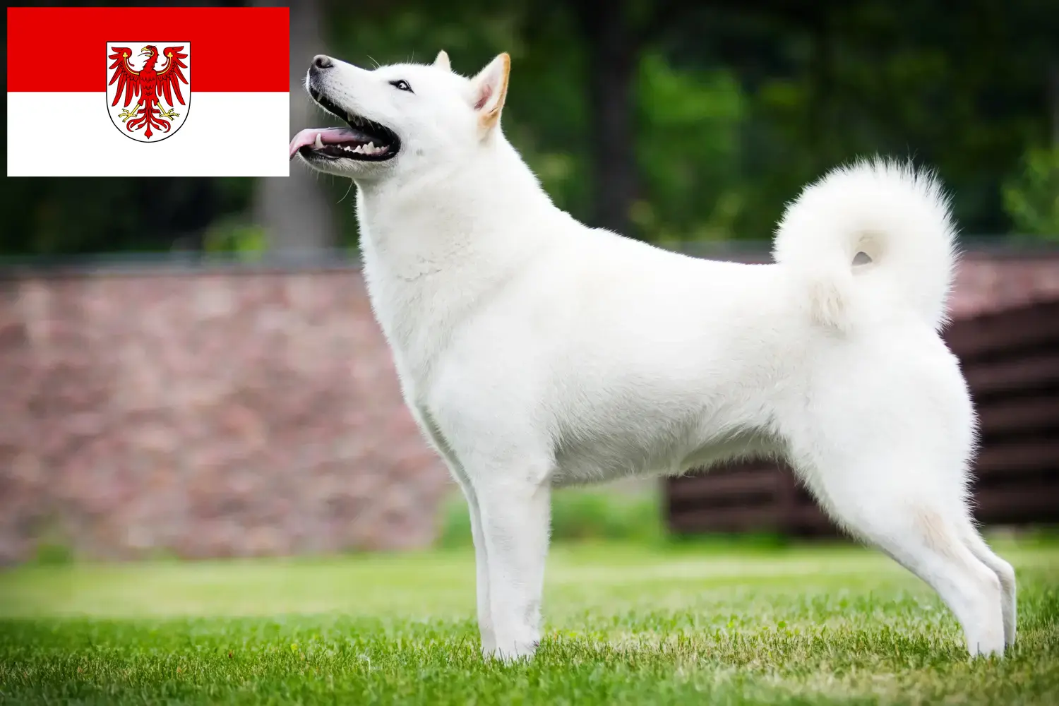 Read more about the article Hokkaido breeders and puppies in Brandenburg