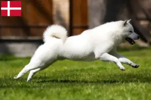 Read more about the article Hokkaido breeders and puppies in Denmark