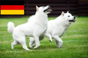 Read more about the article Hokkaido breeders and puppies in Germany