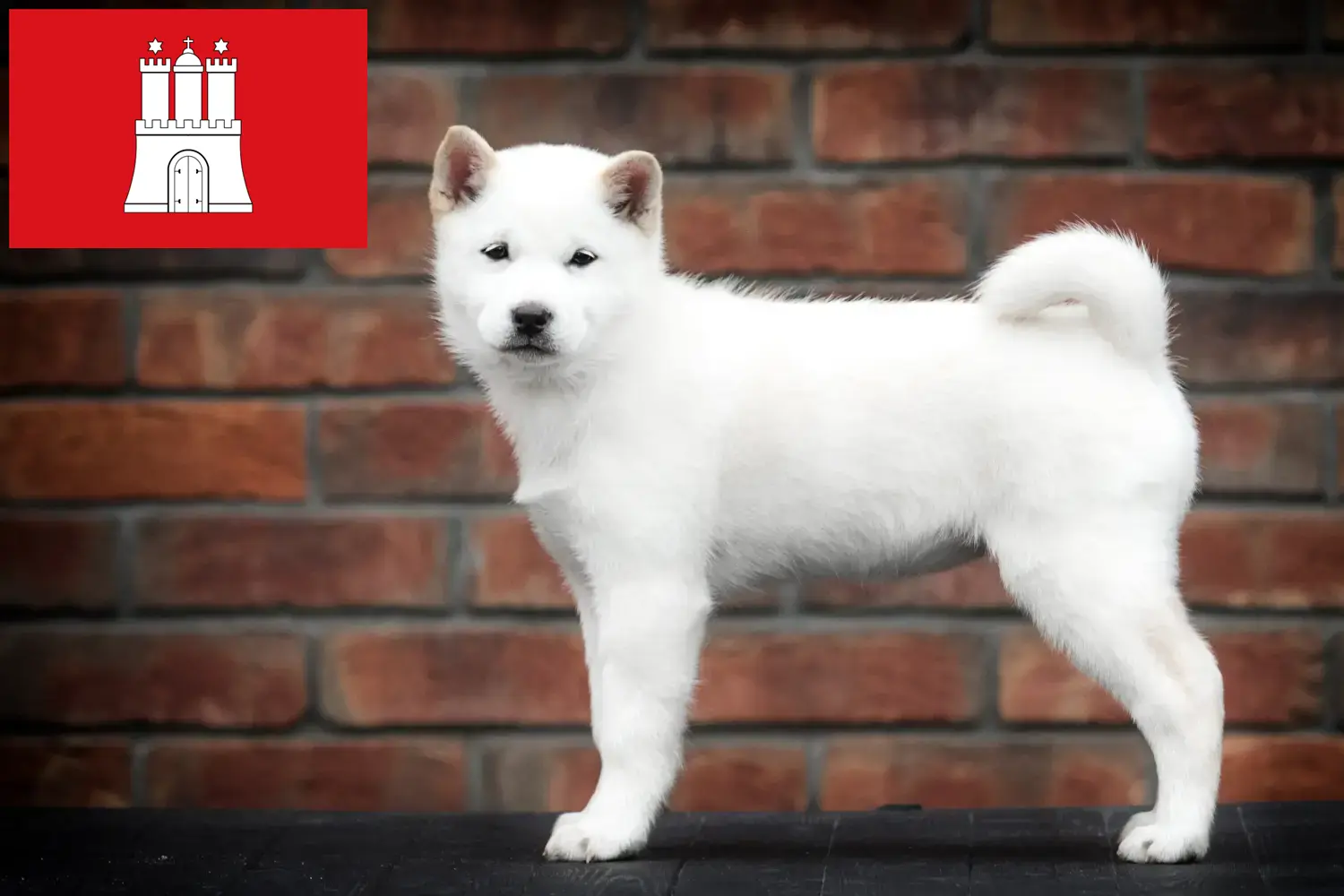 Read more about the article Hokkaido breeders and puppies in Hamburg