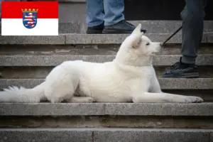 Read more about the article Hokkaido breeders and puppies in Hessen