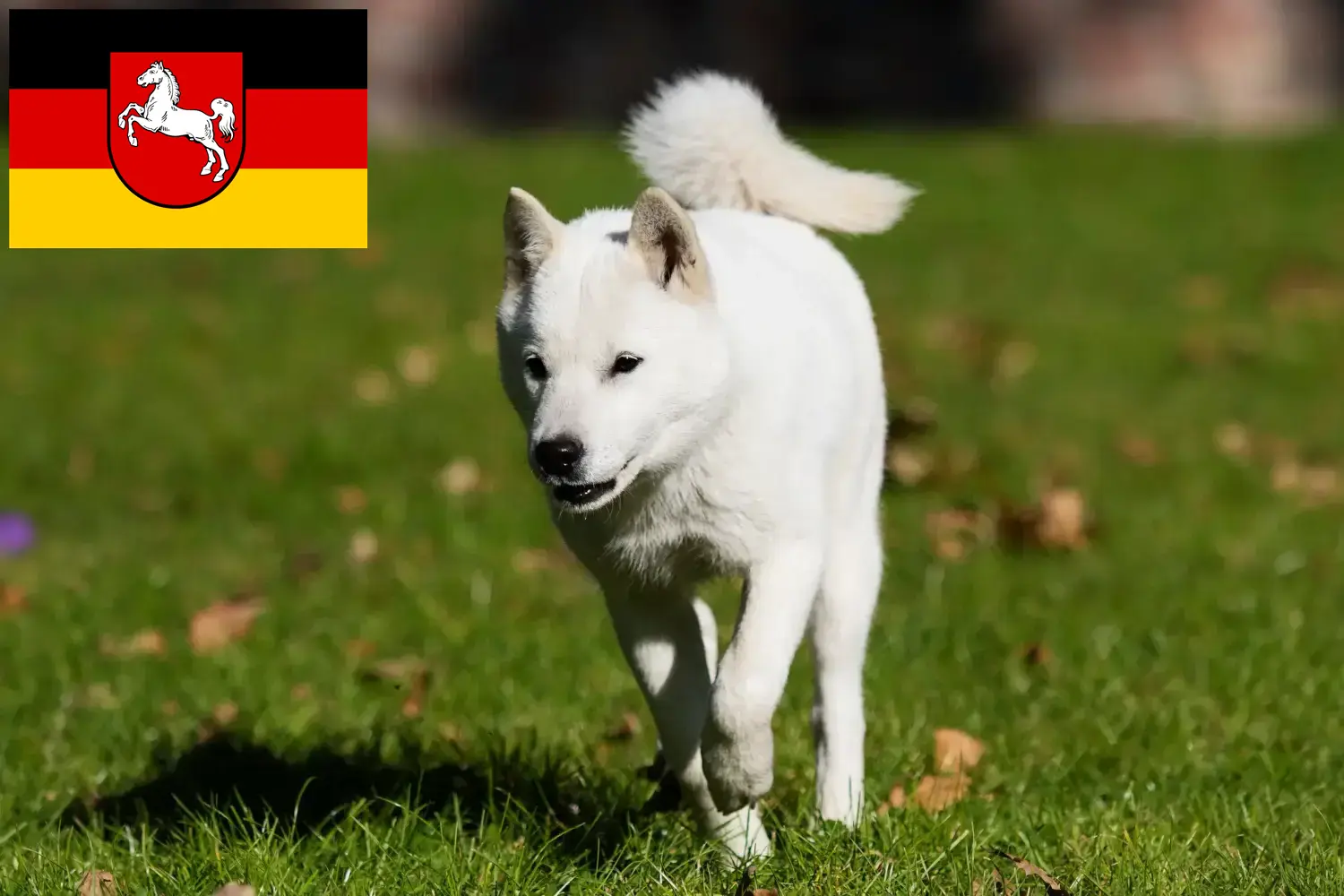 Read more about the article Hokkaido breeders and puppies in Lower Saxony