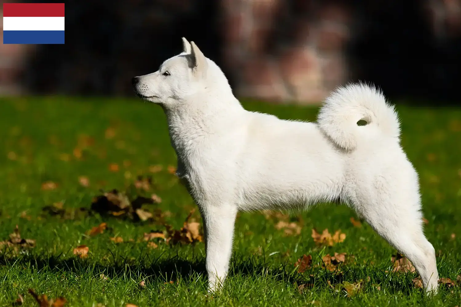 Read more about the article Hokkaido breeders and puppies in the Netherlands