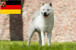 Read more about the article Hokkaido breeders and puppies in Rhineland-Palatinate