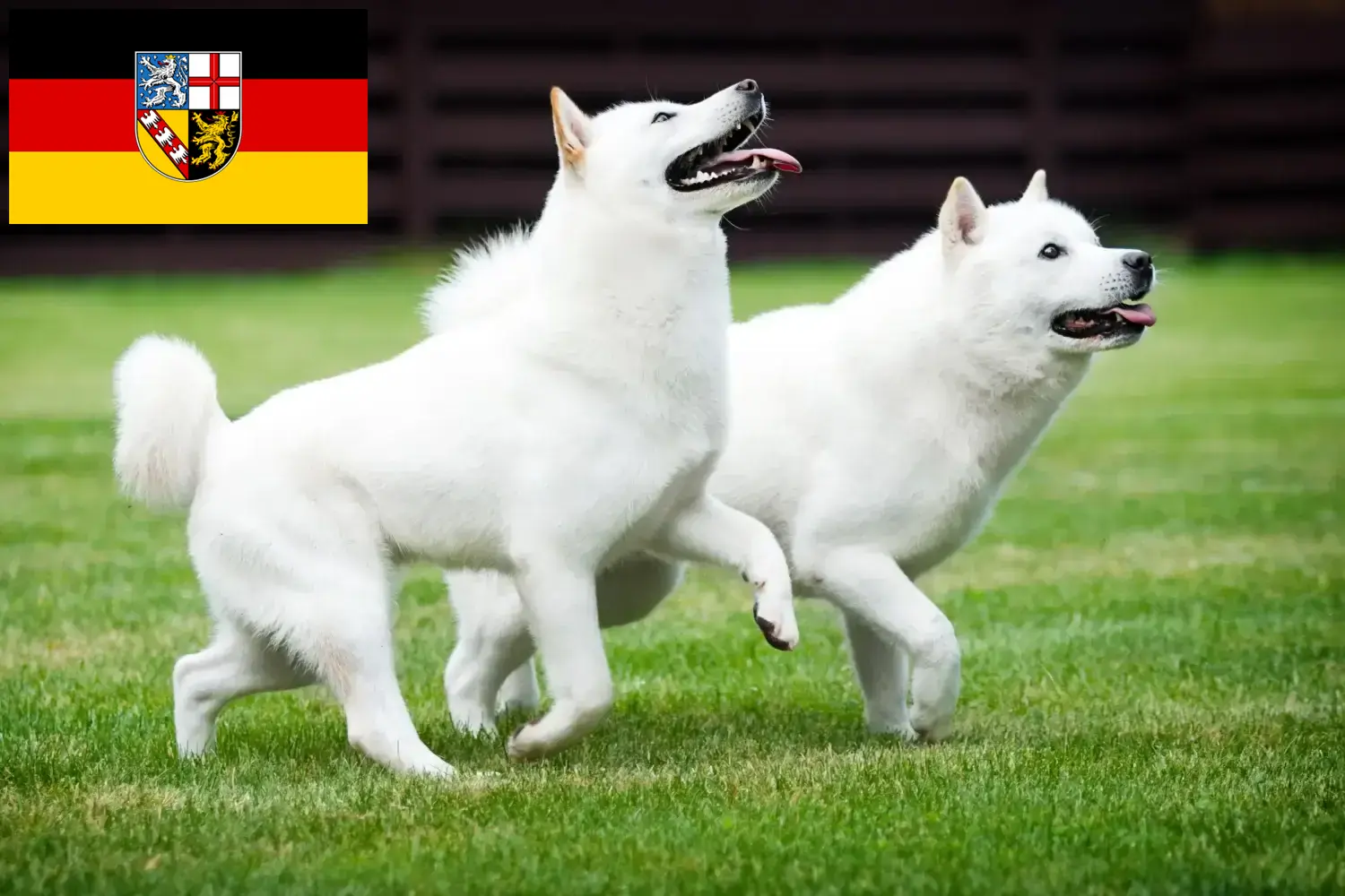 Read more about the article Hokkaido breeders and puppies in Saarland