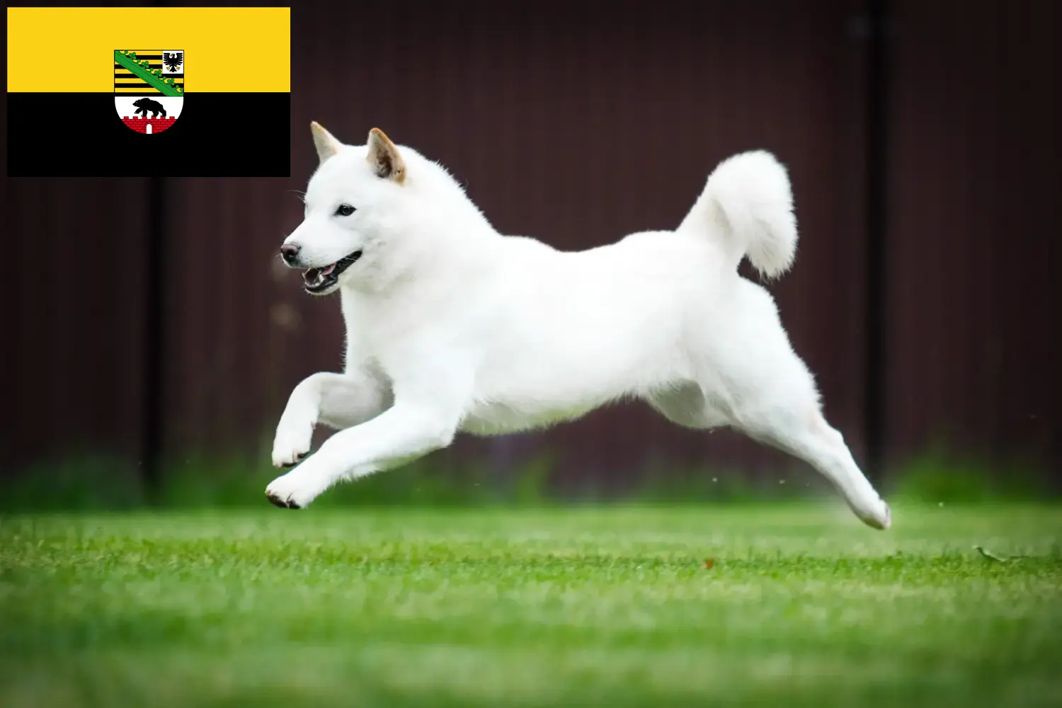 Read more about the article Hokkaido breeders and puppies in Saxony-Anhalt