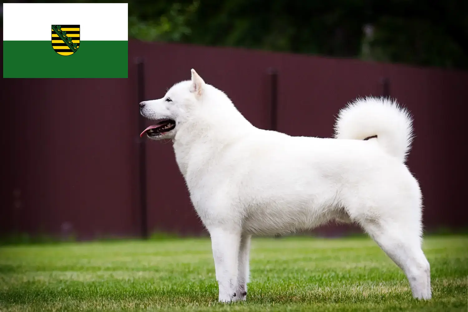 Read more about the article Hokkaido breeders and puppies in Saxony