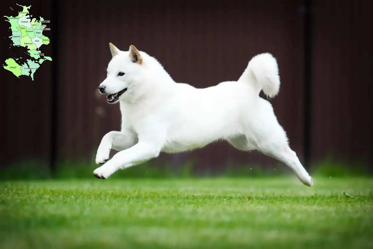 Read more about the article Hokkaido breeders and puppies in Sjælland