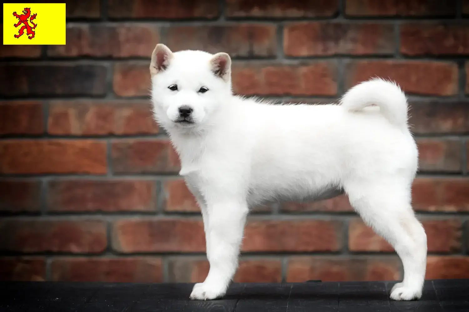 Read more about the article Hokkaido breeders and puppies in South Holland