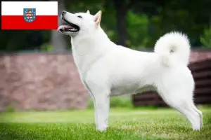 Read more about the article Hokkaido breeders and puppies in Thuringia