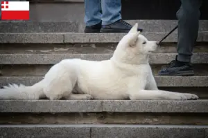 Read more about the article Hokkaido breeders and puppies in Utrecht