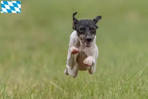 Read more about the article Japanese Terrier breeders and puppies in Bavaria