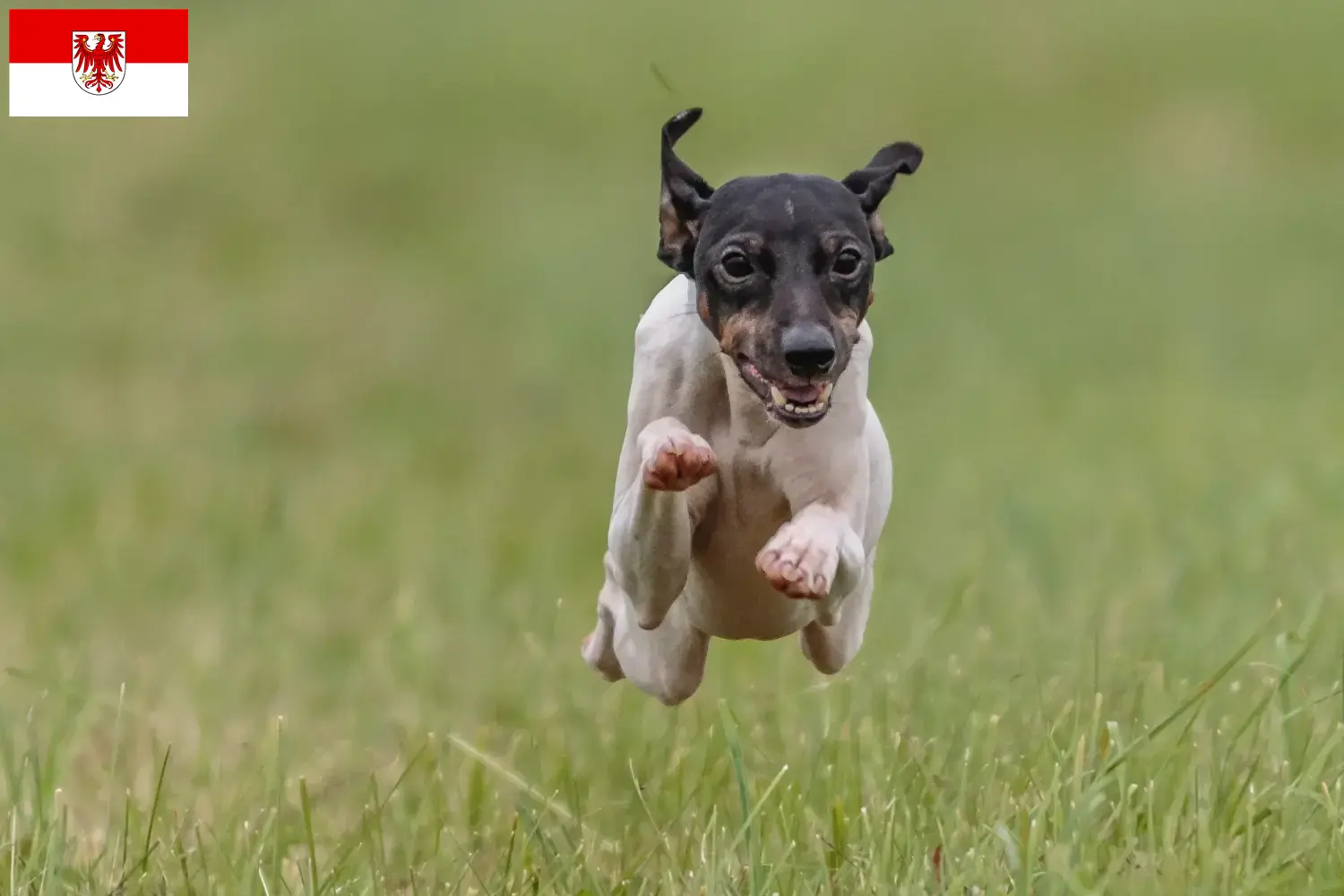 Read more about the article Japanese Terrier breeders and puppies in Brandenburg