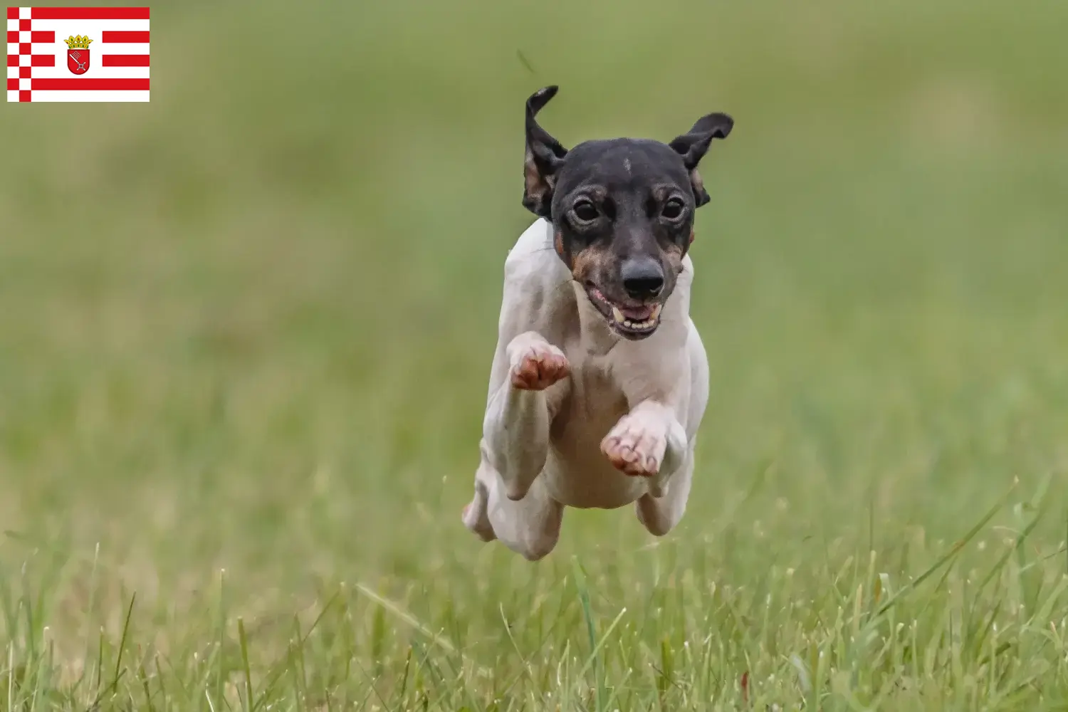 Read more about the article Japanese Terrier breeder and puppies in Bremen