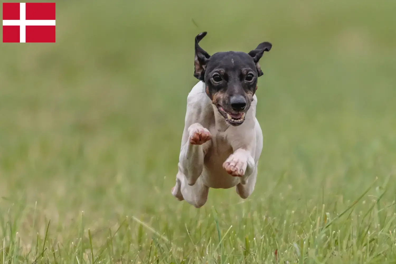 Read more about the article Japanese Terrier breeders and puppies in Denmark