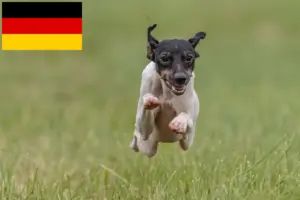 Read more about the article Japanese Terrier breeders and puppies in Germany