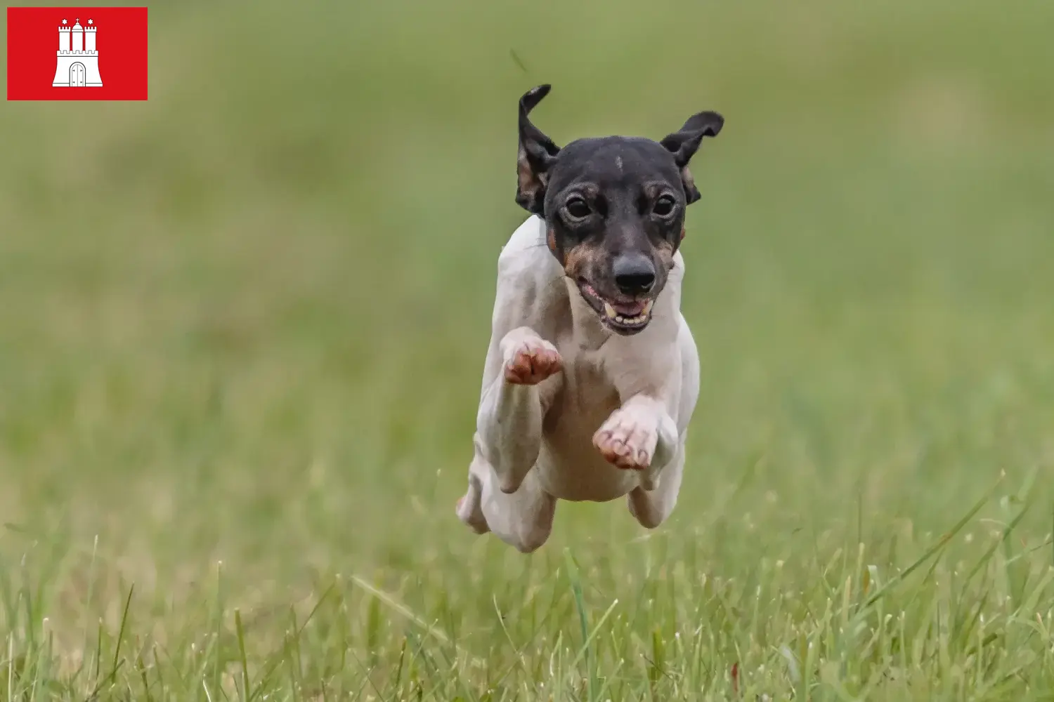 Read more about the article Japanese Terrier breeder and puppies in Hamburg