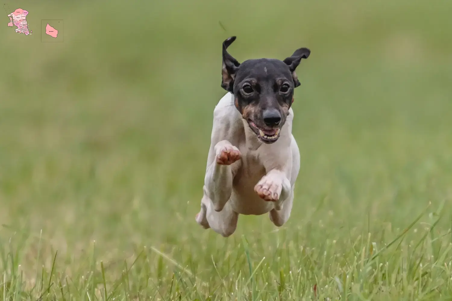 Read more about the article Japanese Terrier breeder and puppies in Hovedstaden