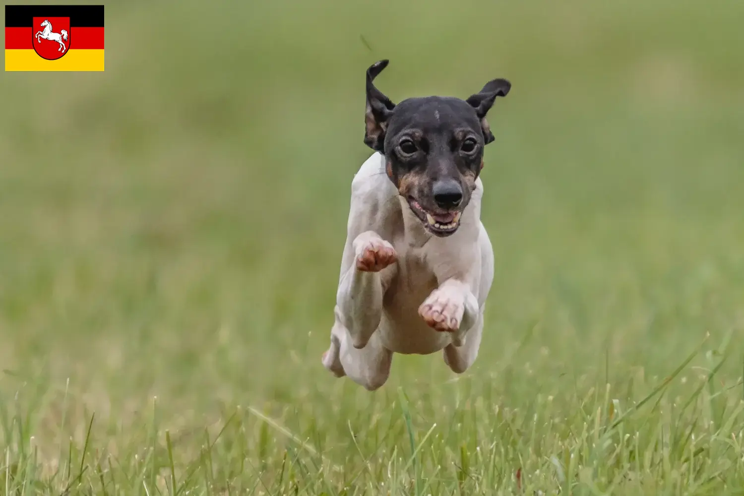 Read more about the article Japanese Terrier breeders and puppies in Lower Saxony