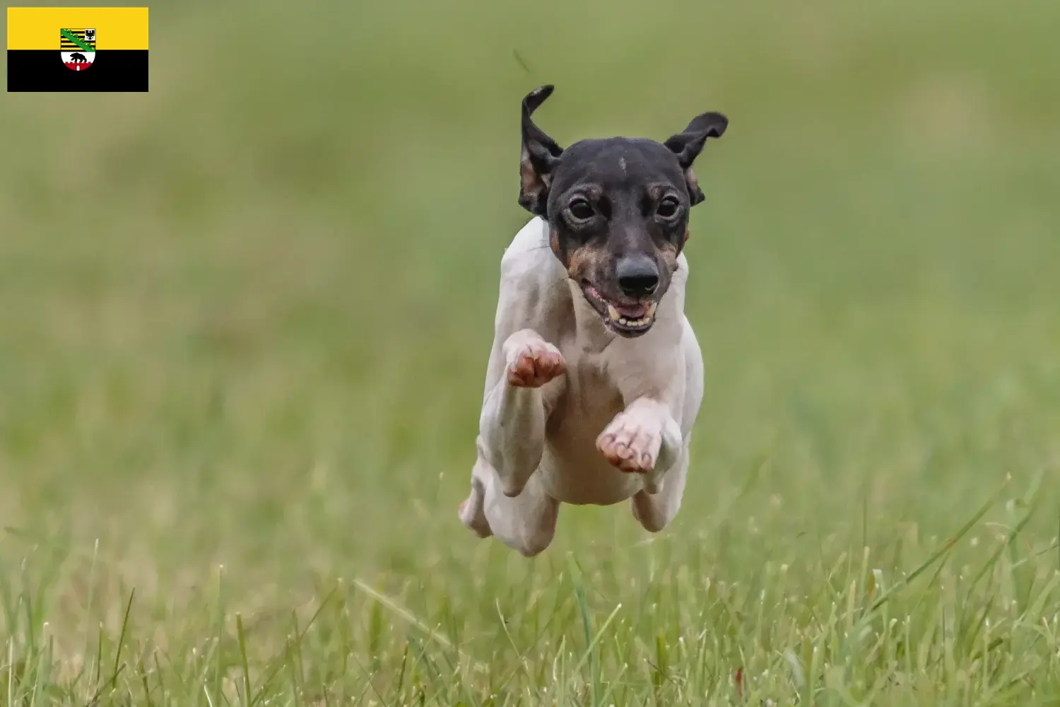 Read more about the article Japanese Terrier breeders and puppies in Saxony-Anhalt