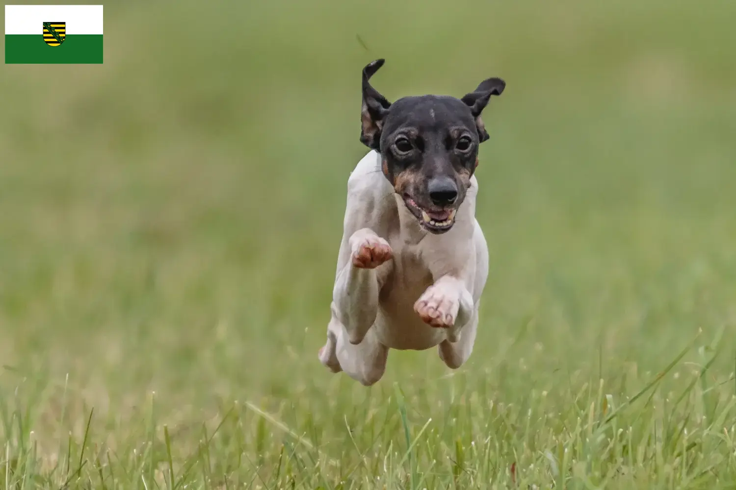 Read more about the article Japanese Terrier breeders and puppies in Saxony