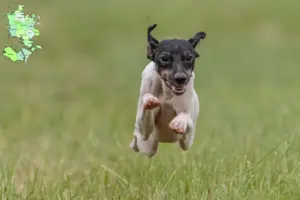 Read more about the article Japanese Terrier breeder and puppies in Sjælland