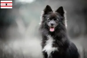 Read more about the article Pomsky breeders and puppies in Drenthe