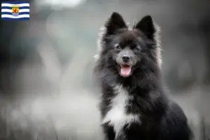 Read more about the article Pomsky breeders and puppies in Zeeland